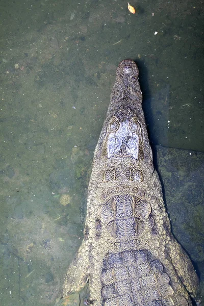 Crocodilo Nilo Crocodylus Niloticus Madagascariensis Madagáscar — Fotografia de Stock