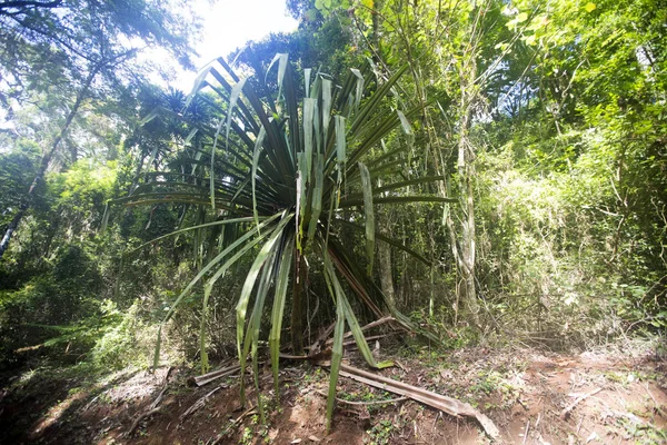 Ver Selva Tropical Original Montaña Ámbar Madagascar — Foto de Stock