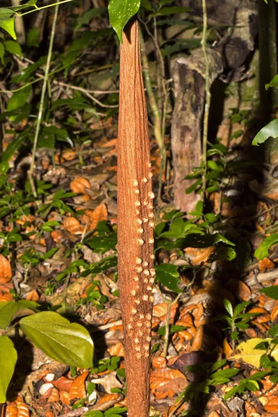 Árbol Tropical Tronco Delgado Con Crecimientos Montaña Ámbar Madagascar —  Fotos de Stock