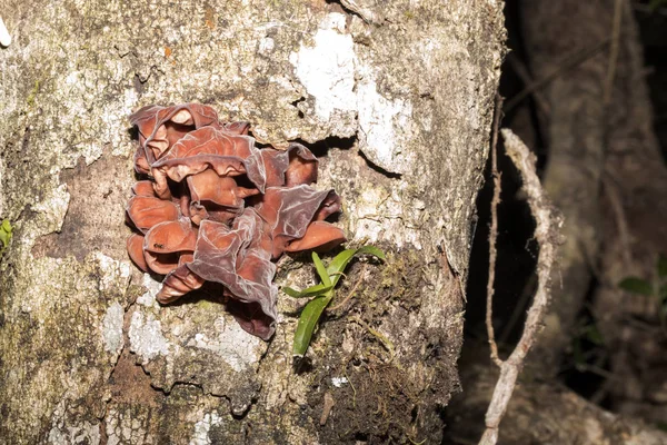 strange formations on the trunk of a tropical tree, Madagascar