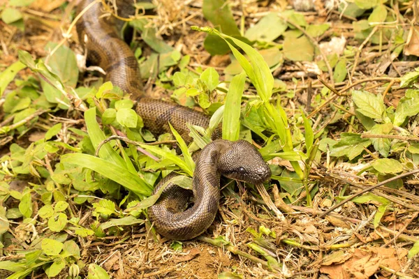 マダガスカル ツリー Boa 拡大防止のため Sanzinia は大きいヘビ琥珀山 マダガスカルです — ストック写真