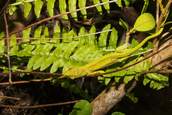 Calumma Ambreensis Bernsteinchamäleon — Stockfoto