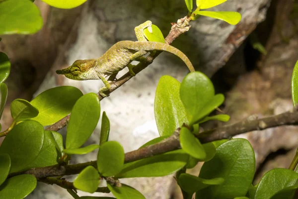 Big-nosed chameleon, Calumma nasutum is a bizarre chameleon, Amber mountain, Madagascar