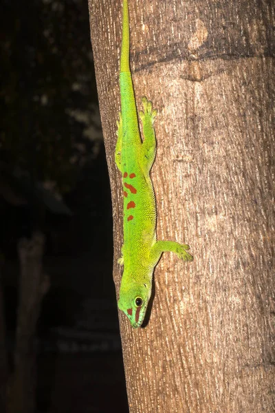 Gewöhnlicher Madagaskar Taggecko Phelsuma Madagascariensis Tritt Menschlichen Häusern Auf Madagaskar — Stockfoto