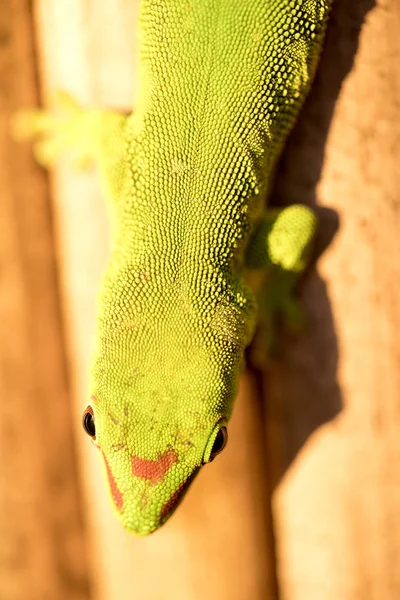 Gecko Día Ordinario Madagascar Phelsuma Madagascariensis Produce Hogares Humanos Madagascar — Foto de Stock