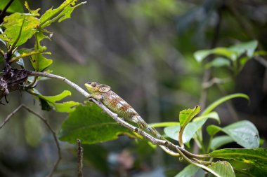 Amber dağ bukalemun, Calumma ambrensis dal Milli Park Amber dağ, Madagaskar üzerinde