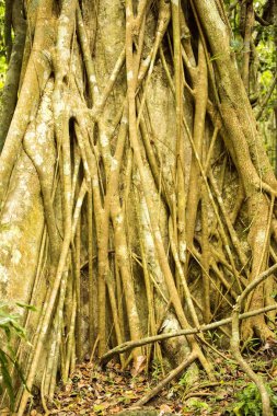 büyük ağaçlar, Amber Dağı Milli Parkı, Madagascar