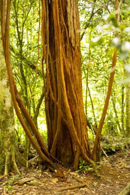 büyük ağaçlar, Amber Dağı Milli Parkı, Madagascar