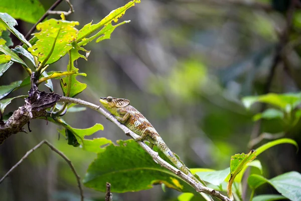 카멜레온 나뭇가지 마다가스카르에 Calumma Ambrensis — 스톡 사진