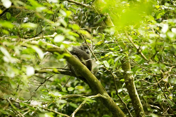 Lémure Coroado Eulemur Coronatus Não Nas Árvores Nem Parque Nacional — Fotografia de Stock