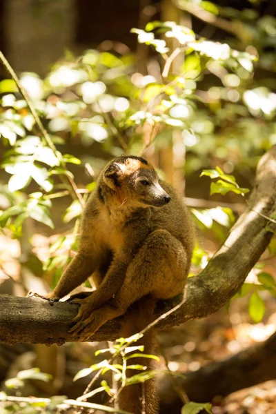 Lémur Coronado Macho Eulemur Coronatus Sentado Una Rama Reserva Ankarana — Foto de Stock