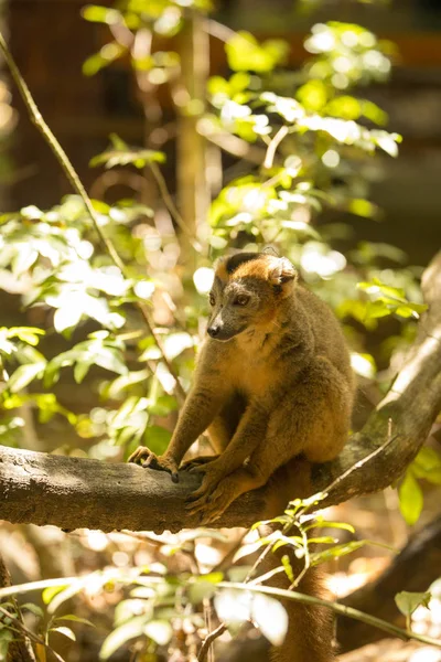 Lémur Coronado Macho Eulemur Coronatus Sentado Una Rama Reserva Ankarana — Foto de Stock