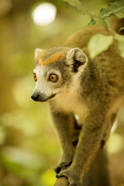 Αρσενικό Στεμμένων Λεμούριος Eulemur Coronatus Που Κάθεται Ένα Κλαδί Αποθεματικό — Φωτογραφία Αρχείου