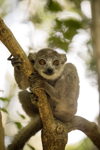 Jonge Mannelijke Gekroonde Lemur Eulemur Coronatus Zittend Een Tak Ankarana — Stockfoto