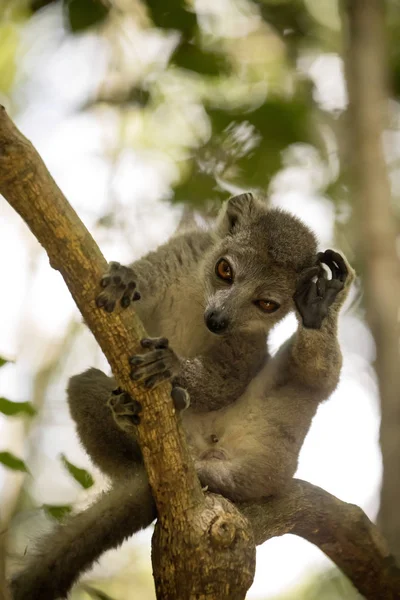 Joven Lémur Coronado Eulemur Coronatus Sentado Una Rama Lamiendo Sus — Foto de Stock