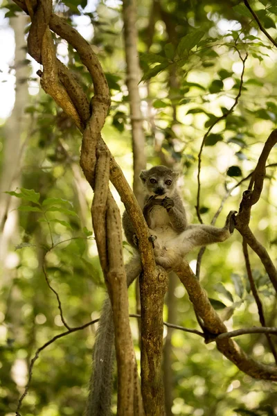 Jeune Lémurien Couronné Mâle Eulemur Coronatus Assis Sur Une Branche — Photo