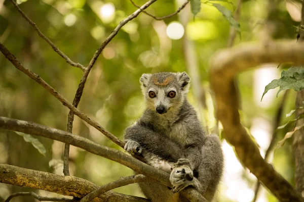 Αρσενικό Στεμμένων Λεμούριος Eulemur Coronatus Που Κάθεται Ένα Κλαδί Αποθεματικό — Φωτογραφία Αρχείου