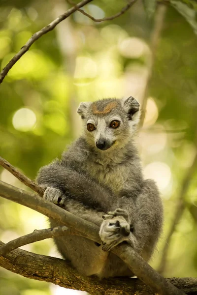 Mannelijke Gekroonde Lemur Eulemur Coronatus Zittend Een Tak Ankarana Reserve — Stockfoto
