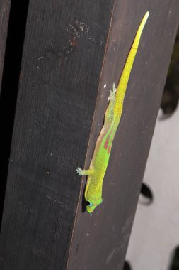 Altın tozu gün gecko, Phelsuma laticauda, Kuzey Madagaskar