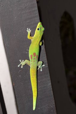 Altın tozu gün gecko, Phelsuma laticauda, Kuzey Madagaskar
