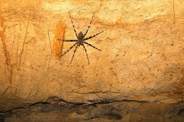 büyük örümcek bir mağarada Ankarafantsika rezerv, Madagascar