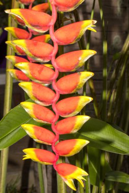 Çiçek açan Heliconia, meraklı olmak, Madagaskar