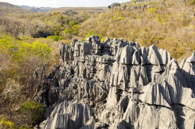 Tsingy tuhaf kireçtaşı kayalıklarla, rezerv Ankarafantsika, Madagaskar