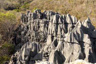 Tsingy tuhaf kireçtaşı kayalıklarla, rezerv Ankarafantsika, Madagaskar