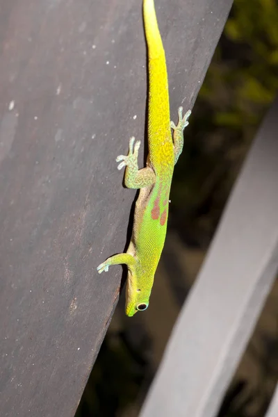 Gold Dust Day Gecko Phelsuma Laticauda Northern Madagascar — Stock Photo, Image