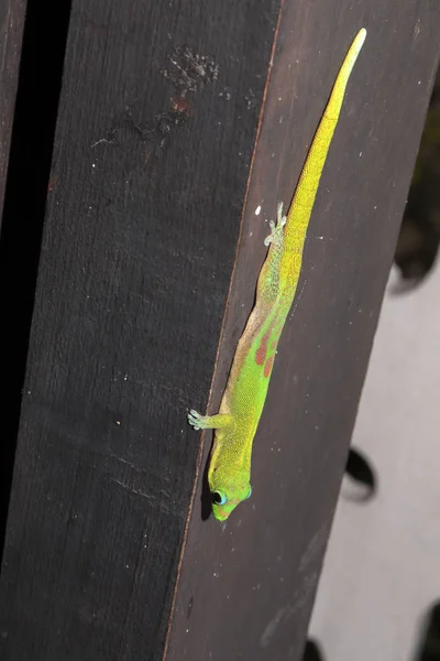 Gold Dust Day Gecko Phelsuma Laticauda Northern Madagascar — Stock Photo, Image