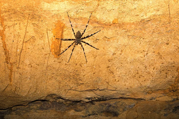 Gran Araña Una Cueva Reserva Ankarafantsika Madagascar — Foto de Stock