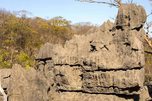 Tsingy Bizzarre Scogliere Calcaree Riserva Ankarafantsika Madagascar — Foto Stock