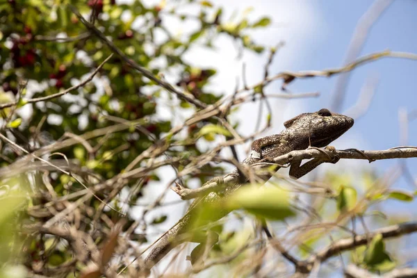 ペターのカメレオン Furcifer Petteri はマダガスカル北部の沿岸地域で比較的豊富 — ストック写真