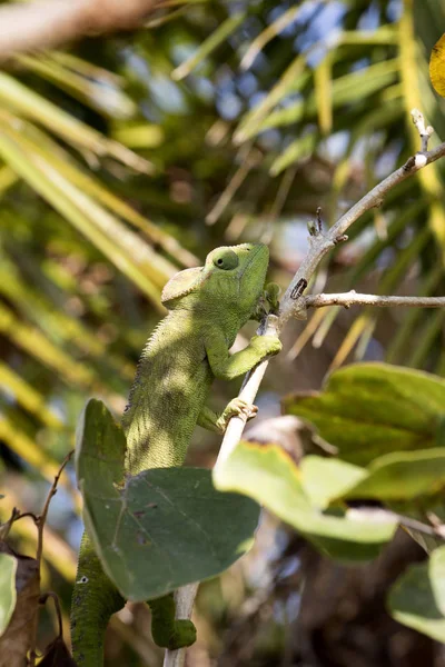 Petterchamäleon Furcifer Petteri Ist Den Küstengebieten Des Nördlichen Madagaskars Relativ — Stockfoto