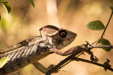 Madagaskar dev bukalemun, Furcifer oustaleti bir en büyük bukalemun büyümek 70 cm'ye kadar rezervasyon Ankarana, Madagaskar