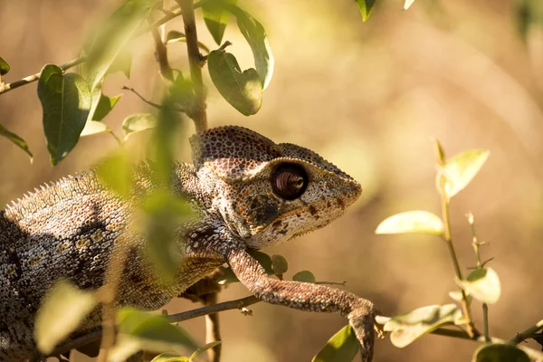 Chameleon Obrovský Furcifer Oustaleti Jeden Největších Chameleonů Rostou Rezervace Syrové — Stock fotografie