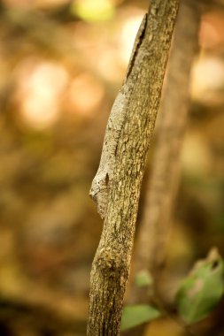 Gecko Uroplatus henkelii yaprak kuyruklu, mükemmel kamuflaj sergilenmesi bulmak, Ankarana, Madagaskar çok zordur