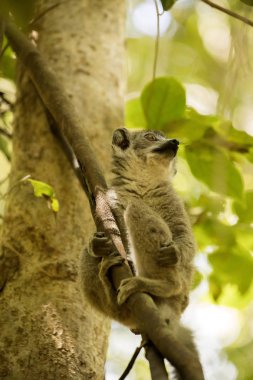 Genç taç lemur, fotoğrafçı Ankarana rezerv, Madagaskar izlerken bir ağaçtan Eulemur coronatus