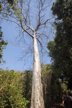 Ankarana, Madagascar yedekte uzun ağaçlar