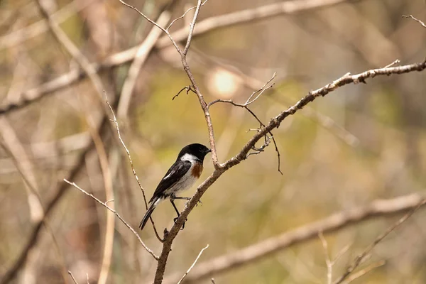 Roca Zorzal Litoral Monticola Imerinus Endémica Madagascar Reserva Ankarana — Foto de Stock