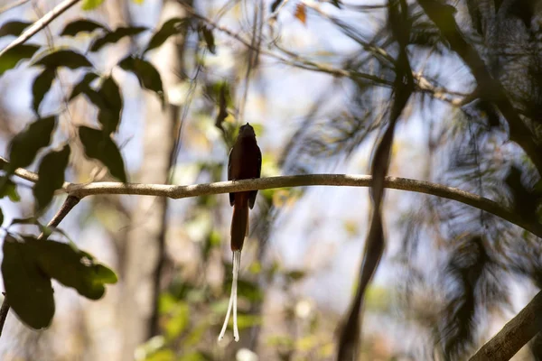 Macho Madagascar Paradise Flycatcher Terpsiphone Mutata Tiene Una Larga Cola — Foto de Stock