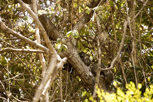 キツネザル Eulemur を戴冠させると 木に隠れている予約 Ankarana マダガスカル — ストック写真