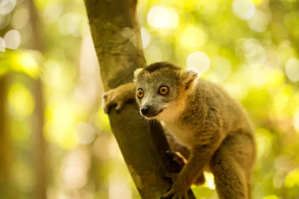 Porträt Gekrönter Lemur Eulemur Coronatus Ankarana Reserve Madagaskar — Stockfoto