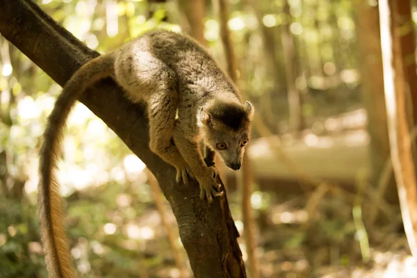 Kronenmaki Eulemur Coronatus Auf Einem Zweig Ankaran Reservat Madagaskar — Stockfoto