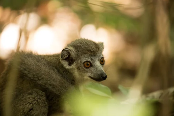 Retrato Lémur Coronado Eulemur Coronatus Reserva Ankarana Madagascar — Foto de Stock