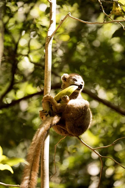 Молодих Коронованим Lemur Eulemur Coronatus Їдять Манго Резерв Місті Ankaran — стокове фото