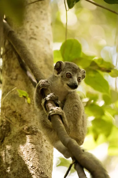 Ung Krönt Lemur Eulemur Coronatus Från Ett Träd Som Titta — Stockfoto