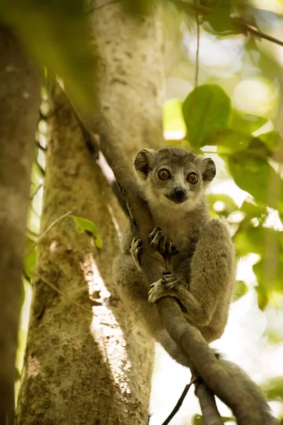 Joven Lémur Coronado Eulemur Coronatus Árbol Que Observa Fotógrafo Ankarana — Foto de Stock