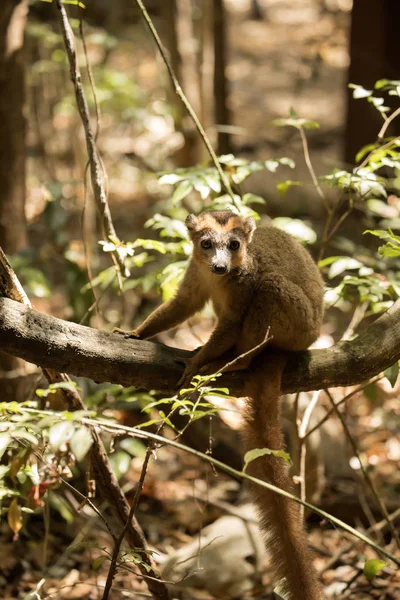 Lémurien Couronné Eulemur Coronatus Reposant Sur Une Vigne Réserve Ankarana — Photo