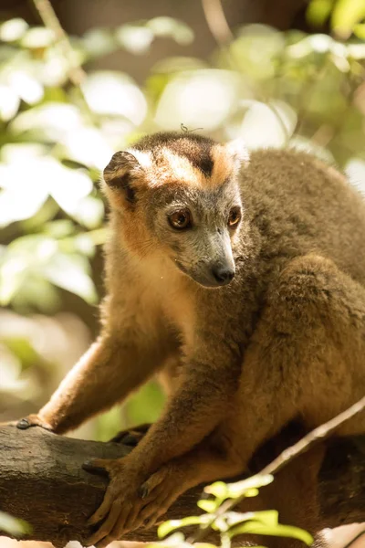 Αρσενικό Στεμμένων Λεμούριος Eulemur Coronatus Ακουμπά Ένα Αμπέλι Ankarana Αποθεματικό — Φωτογραφία Αρχείου